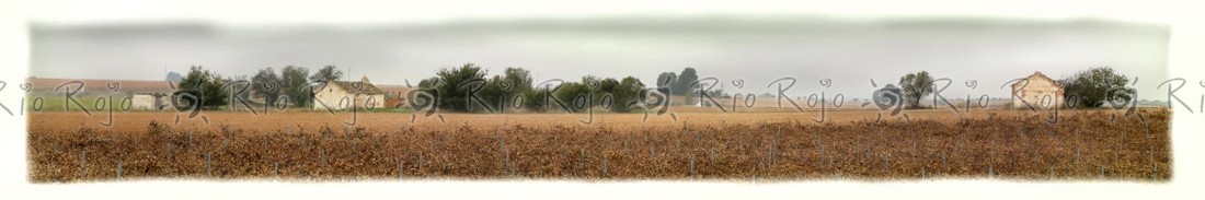 27 viña en otoño II