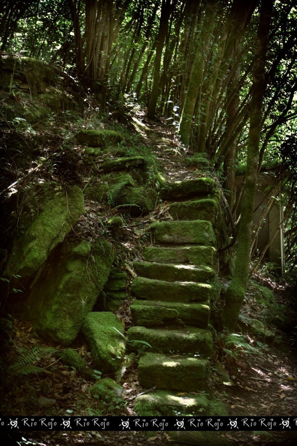 escaleras en las Fragas del Eume (riorojo)
